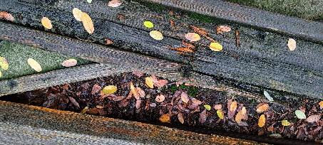 Verrottendes Bauholz unter Herbstlaub