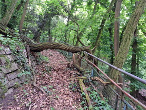 zuwachsender Fu�weg zur Havel auf dem Grundst�ck Schwanenwerder 40