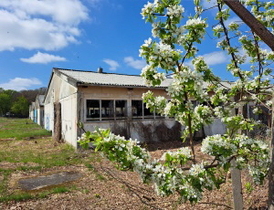 Fr�hling: Bl�hender Obstbaum vor verlassenen Kuhst�llen